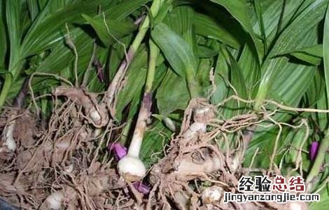 白芨种植有前途吗 白芨种植有前途吗