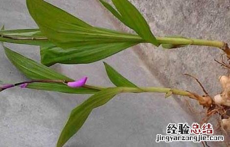 白芨种植有前途吗 白芨种植有前途吗