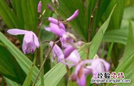 白芨种植有前途吗 白芨种植有前途吗