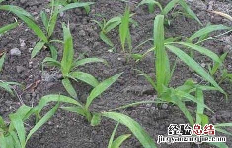 白芨一亩要多少种苗 白芨一亩要多少种苗种植
