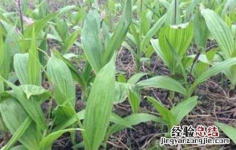 白芨一亩要多少种苗 白芨一亩要多少种苗种植