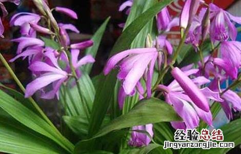 白芨一亩要多少种苗 白芨一亩要多少种苗种植