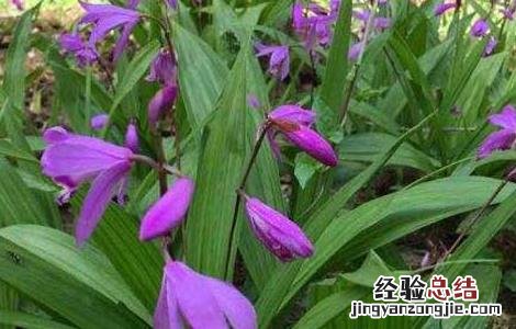 白芨一亩要多少种苗 白芨一亩要多少种苗种植