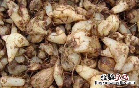人工种植白芨价格 白芨种苗价格及种植方法