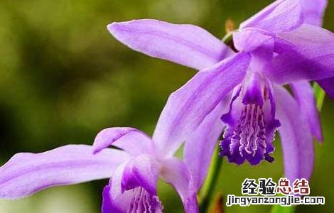人工种植白芨价格 白芨种苗价格及种植方法