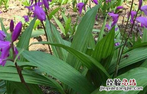人工种植白芨价格 白芨种苗价格及种植方法