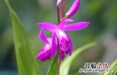 白芨种植效益 白芨种植成本和利润