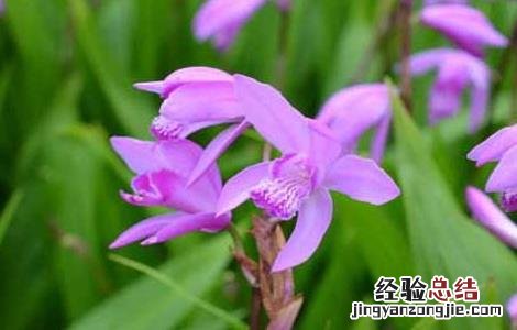 白芨种植效益 白芨种植成本和利润