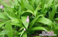 白芨一亩投资多少钱 白芨一亩地收入多少钱