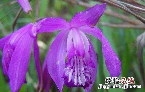 白芨种植基地在哪里啊 白芨种植基地在哪里