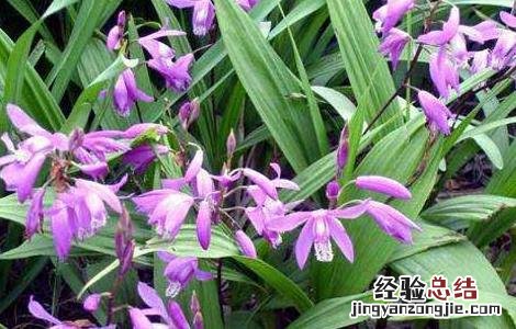 白芨种植基地在哪里啊 白芨种植基地在哪里