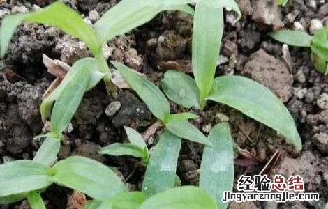 白芨种植基地在哪里啊 白芨种植基地在哪里