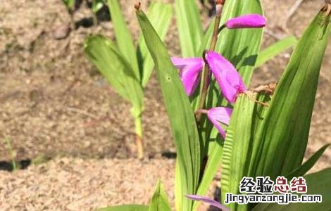 白芨种植基地在哪里啊 白芨种植基地在哪里