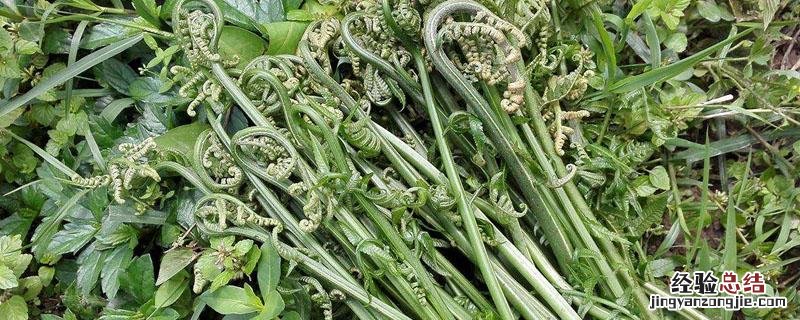 蕨菜大棚种植一年收几次 大棚蕨菜亩产量多少
