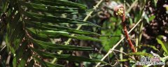 蕨菜能种植吗 蕨菜怎么种?蕨菜的种植方法