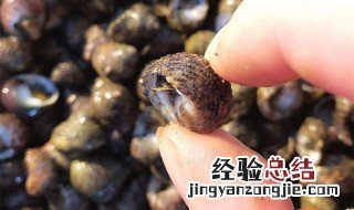 芝麻螺的营养价值 芝麻螺有哪些营养价值