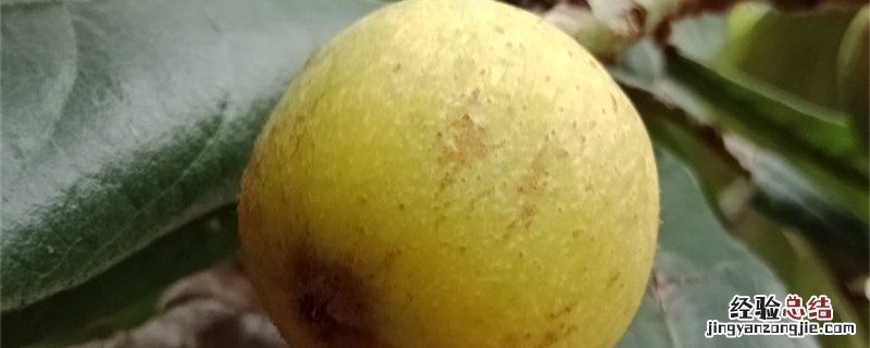 攀枝花枇杷几月份成熟上市 攀枝花枇杷几月份成熟
