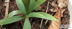 黄精在那里种植可以 黄精可以种植吗