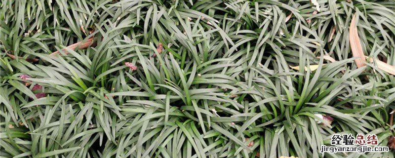 麦门冬和麦冬的区别 麦门冬和麦冬的区别图