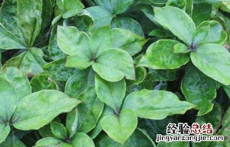 太子参种子价格及种植方法图片 太子参种子价格及种植方法