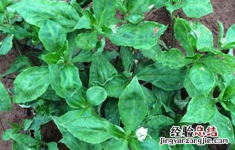 太子参种子价格及种植方法图片 太子参种子价格及种植方法