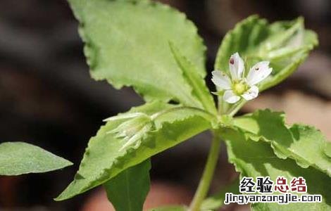 太子参种子价格及种植方法图片 太子参种子价格及种植方法