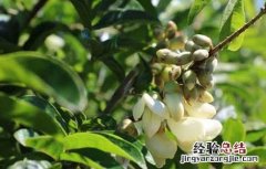 牛大力种子价格及种植方法视频 牛大力种子价格及种植方法