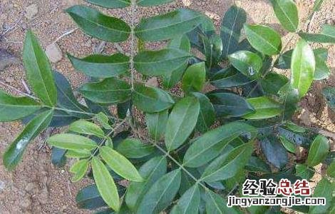 牛大力种子价格及种植方法视频 牛大力种子价格及种植方法