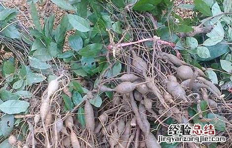 牛大力种子价格及种植方法视频 牛大力种子价格及种植方法