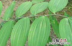 黄精种子价格及种植方法