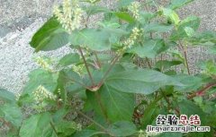 牛膝种子价格及种植方法 牛膝种子价格行情