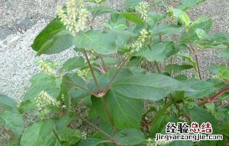 牛膝种子价格及种植方法 牛膝种子价格行情