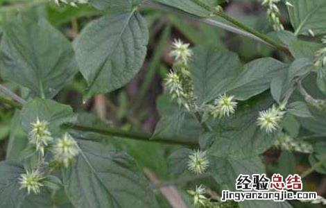 牛膝种子价格及种植方法 牛膝种子价格行情