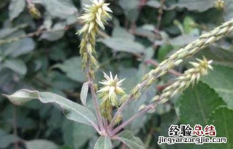 牛膝种子价格及种植方法 牛膝种子价格行情