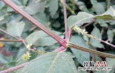 牛膝种子价格及种植方法 牛膝种子价格行情