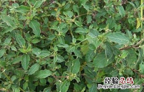 牛膝种子价格及种植方法 牛膝种子价格行情