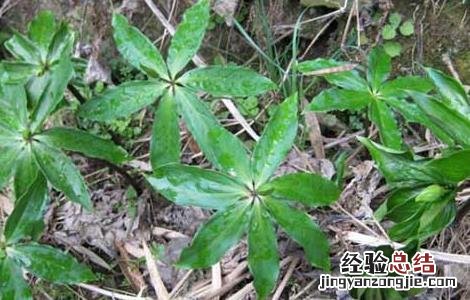 七叶一枝花种子多少钱一斤 七叶一枝花种子价格及种植方法