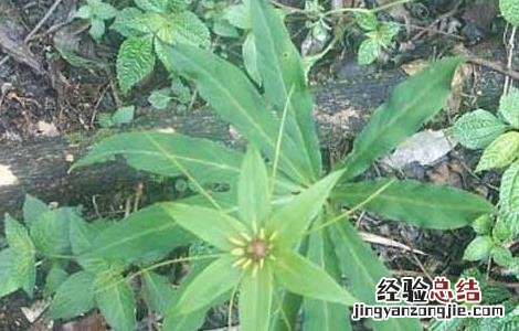 七叶一枝花种子多少钱一斤 七叶一枝花种子价格及种植方法