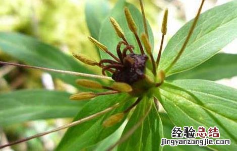 七叶一枝花种子多少钱一斤 七叶一枝花种子价格及种植方法
