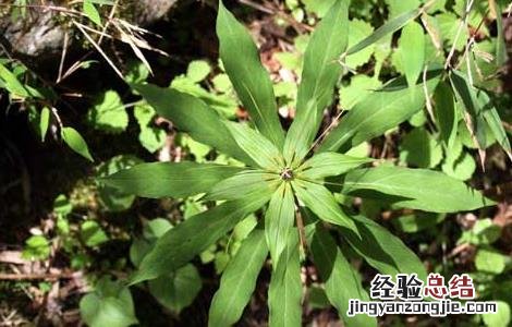 七叶一枝花种子多少钱一斤 七叶一枝花种子价格及种植方法