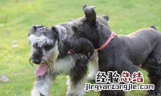 雪纳瑞吃什么狗粮好 雪纳瑞吃什么狗粮好,从这三个方面来挑选