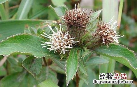 苍术高产种植技术有哪些 苍术高产种植技术