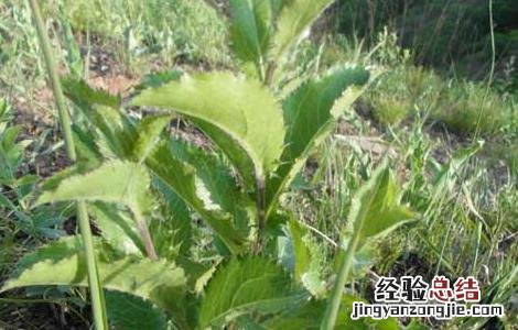 苍术高产种植技术有哪些 苍术高产种植技术