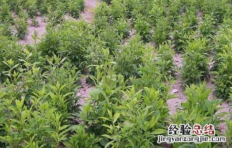 苍术高产种植技术有哪些 苍术高产种植技术