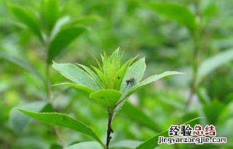 苍术高产种植技术有哪些 苍术高产种植技术