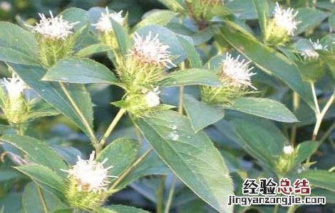 苍术高产种植技术有哪些 苍术高产种植技术