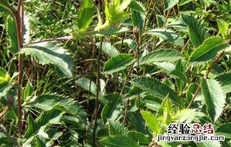 苍术种子价格及种植方法 苍术种子价格及种植方法