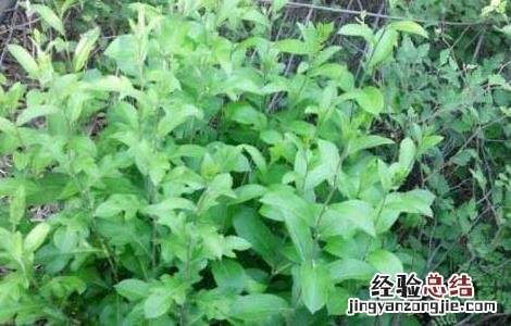 苍术种子价格及种植方法 苍术种子价格及种植方法