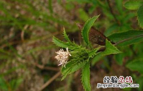 苍术种子价格及种植方法 苍术种子价格及种植方法