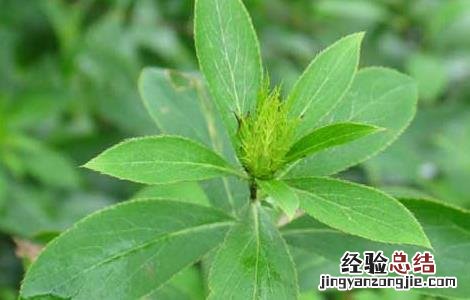 苍术种子价格及种植方法 苍术种子价格及种植方法